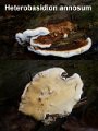 Heterobasidion annosum-amf1541